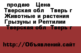 продаю › Цена ­ 5 000 - Тверская обл., Тверь г. Животные и растения » Грызуны и Рептилии   . Тверская обл.,Тверь г.